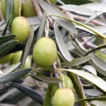 ue-com-boas-previsoes-agricolas,-mas-producao-de-azeite-deve-recuar