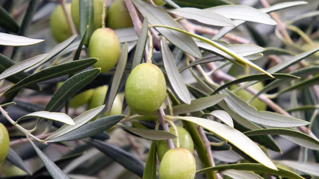 ue-com-boas-previsoes-agricolas,-mas-producao-de-azeite-deve-recuar