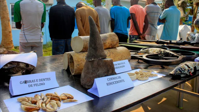 associacao-de-cacadores-de-angola-alerta-para-gravidade-da-caca-furtiva