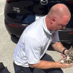 “saiu-ileso”.-gato-esconde-se-debaixo-de-carro-e-bombeiro-“entra-em-acao”