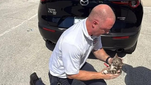 “saiu-ileso”.-gato-esconde-se-debaixo-de-carro-e-bombeiro-“entra-em-acao”