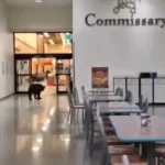 urso-invade-centro-comercial,-rouba-pessego-e-deixa-necessidades-no-chao