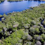 alertas-de-desmatamento-na-amazonia-caem-35%-em-junho-de-2026