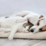 musti-integra-tres-novas-lojas-de-produtos-de-animais-na-suecia