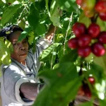 “producao-de-cafe-ja-nao-e-como-antigamente”.-cooperativa-deixa-alerta
