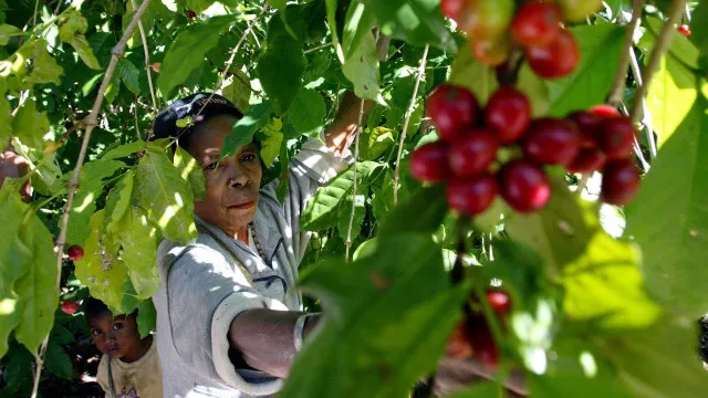 “producao-de-cafe-ja-nao-e-como-antigamente”.-cooperativa-deixa-alerta