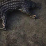 ex-cacadores-tornam-se-guardioes-da-floresta-e-ajudam-a-salvar-pangolins