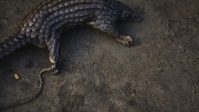 ex-cacadores-tornam-se-guardioes-da-floresta-e-ajudam-a-salvar-pangolins