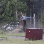 eua.-turista-em-estado-critico-apos-ataque-de-bisonte-num-parque-natural