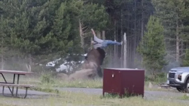 eua.-turista-em-estado-critico-apos-ataque-de-bisonte-num-parque-natural