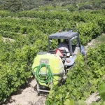 douro-preve-aumento-de-producao-de-vinho-em-ano-marcado-pela-incerteza