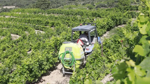 douro-preve-aumento-de-producao-de-vinho-em-ano-marcado-pela-incerteza