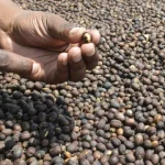 portugal-apoia-a-producao-de-mel-e-cafe-em-mocambique