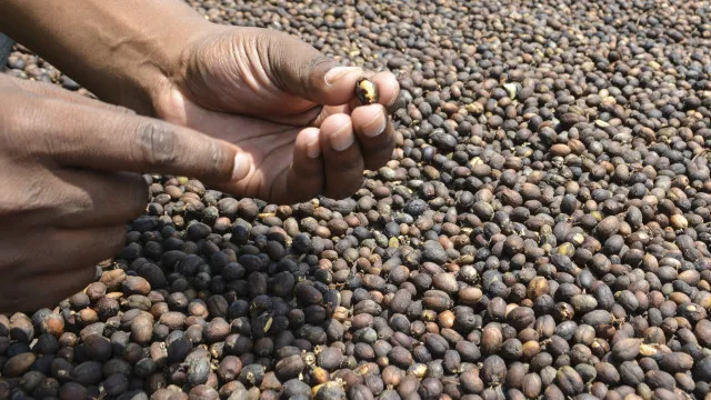 portugal-apoia-a-producao-de-mel-e-cafe-em-mocambique