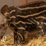 zoo-de-hertfordshire-recebe-1.a-anta-em-14-anos-apos-gravidez-de-430-dias