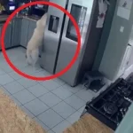cao-liga-torradeira-acidentalmente-e-provoca-incendio-que-matou-3-animais