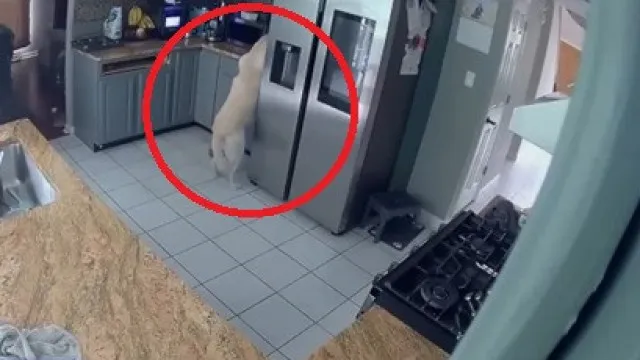 cao-liga-torradeira-acidentalmente-e-provoca-incendio-que-matou-3-animais