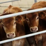 empresarios-admitem-risco-do-brasil-deixar-de-exportar-carne-para-a-ue