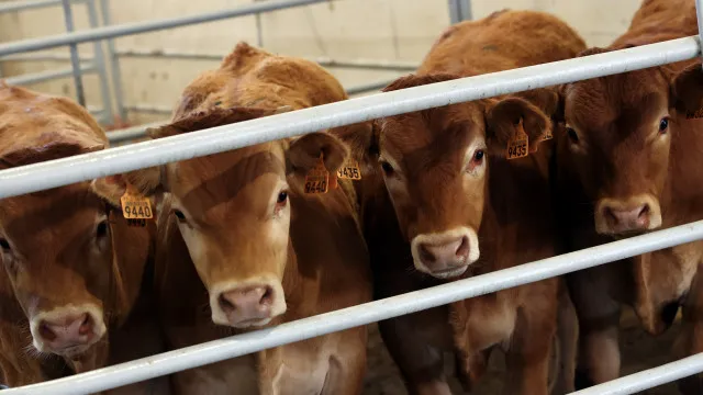 empresarios-admitem-risco-do-brasil-deixar-de-exportar-carne-para-a-ue