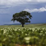 credito-rural-financiou-r$-92,4-bi-em-areas-com-alertas-ambientais