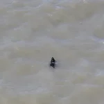cao-desaparecido-ha-semanas-resgatado-enquanto-nadava-nos-eua