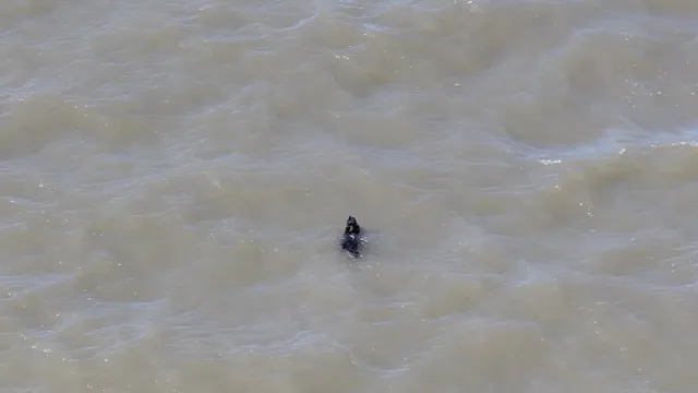 cao-desaparecido-ha-semanas-resgatado-enquanto-nadava-nos-eua