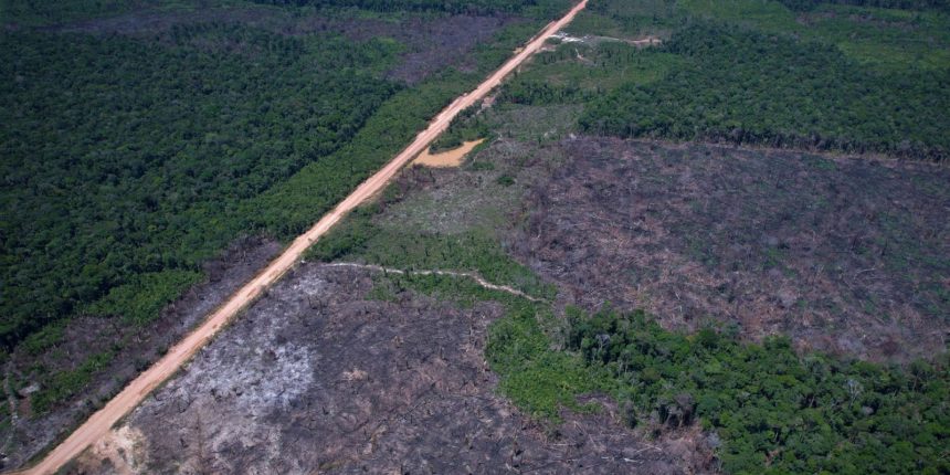 reducao-do-desmatamento-contrasta-com-argumentos-dos-eua-para-tarifaco