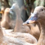 sancionada-lei-que-proibe-producao-e-comercializacao-de-foie-gras