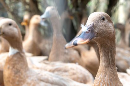 sancionada-lei-que-proibe-producao-e-comercializacao-de-foie-gras