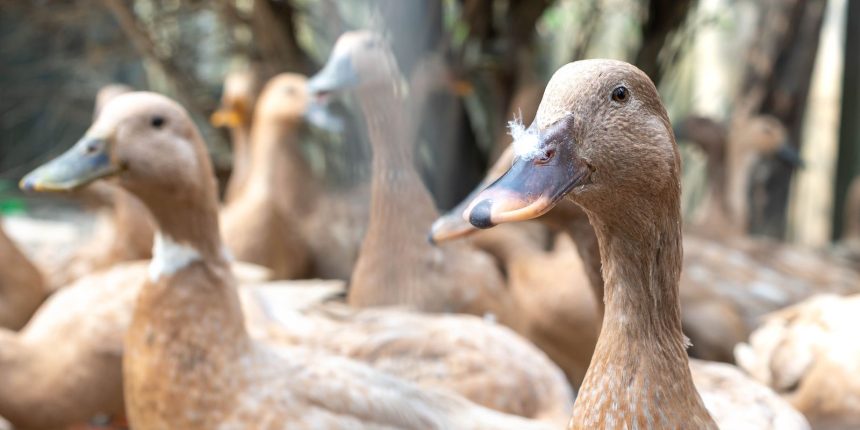 sancionada-lei-que-proibe-producao-e-comercializacao-de-foie-gras