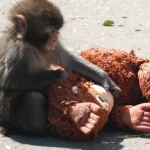 lembra-se-do-macaco-punch?-faz-1-ano!-e-recebeu-milhares-de-mensagens