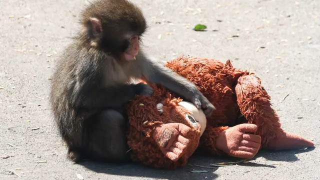 lembra-se-do-macaco-punch?-faz-1-ano!-e-recebeu-milhares-de-mensagens