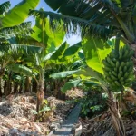 banana-da-madeira?-produtores-exigem-aumento:-“de-40-a-50-centimos”