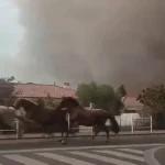 incendios-em-franca-obrigam-a-soltar-cavalos-pelas-ruas.-as-imagens