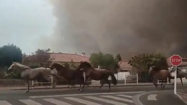 incendios-em-franca-obrigam-a-soltar-cavalos-pelas-ruas.-as-imagens