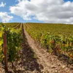 viticultores-denunciam-“catastrofe”-no-douro-e-querem-solucao-urgente