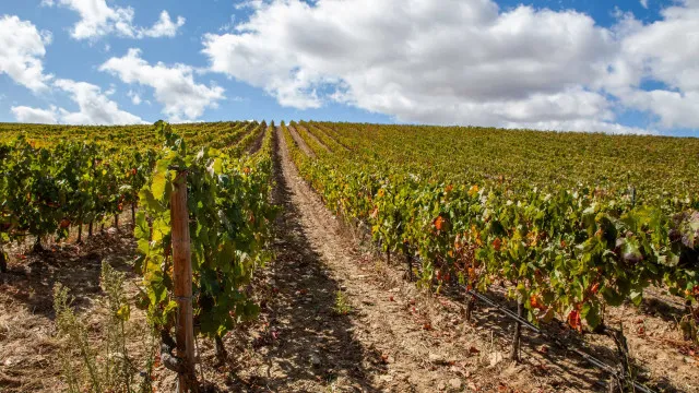 viticultores-denunciam-“catastrofe”-no-douro-e-querem-solucao-urgente