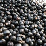 china-facilita-exportacao-de-polpas-e-frutas-congeladas-brasileiras