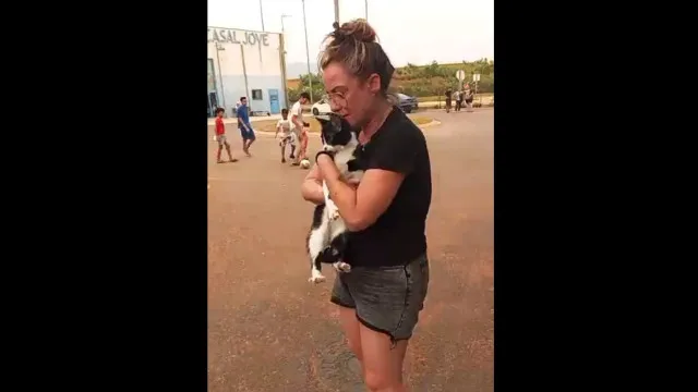 fogos-em-espanha:-julia-pode-retirar-cadela,-mas-gata-nao.-o-reencontro