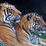 populacao-de-tigres-continua-a-crescer-no-nepal-e-atingiu-os-429