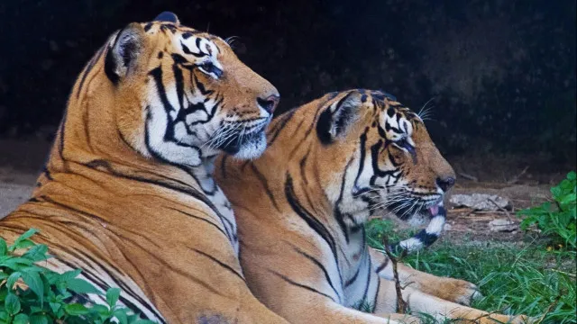 populacao-de-tigres-continua-a-crescer-no-nepal-e-atingiu-os-429