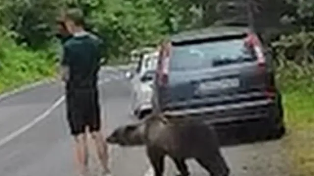 escapa-a-ataque-de-urso…-com-“instinto-de-sobrevivencia-de-uma-batata”
