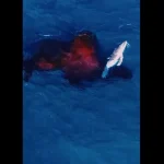 nascimento-de-baleia-jubarte-captado-por-drone-na-australia.-“raro”