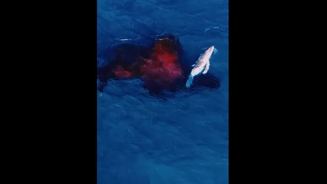 nascimento-de-baleia-jubarte-captado-por-drone-na-australia.-“raro”