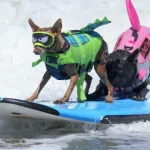 caes-desafiaram-as-ondas-no-mundial-de-surf-canino.-e-ha-imagens
