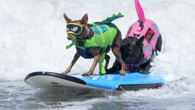 caes-desafiaram-as-ondas-no-mundial-de-surf-canino.-e-ha-imagens