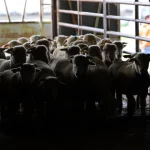 governo-alarga-apoios-para-agricultores-afetados-por-surto-de-lingua-azul
