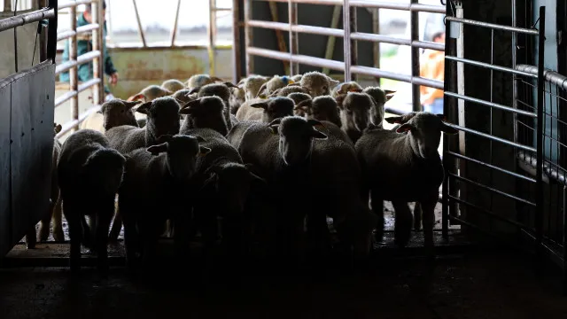 governo-alarga-apoios-para-agricultores-afetados-por-surto-de-lingua-azul