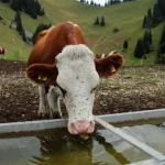 seca-obriga-regioes-suicas-a-recorrerem-a-exercito-para-dar-agua-as-vacas