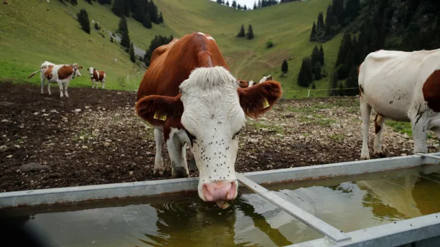 seca-obriga-regioes-suicas-a-recorrerem-a-exercito-para-dar-agua-as-vacas